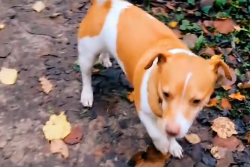 Dog's sudden stop on walk goes viral: "World's most dramatic dog"