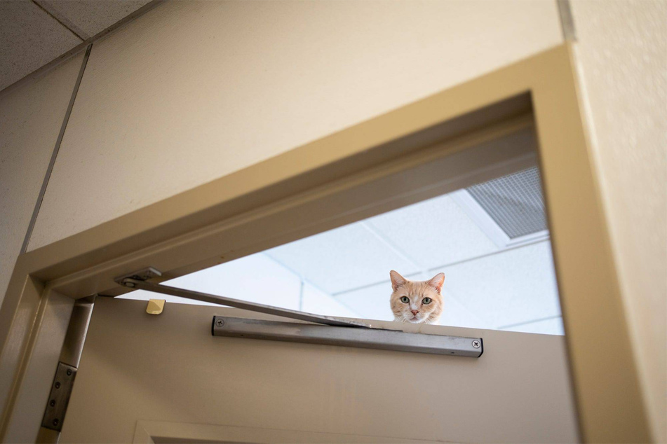 Despite being lactose intolerant, you'll often catch cats spying on the dairy in your fridge.