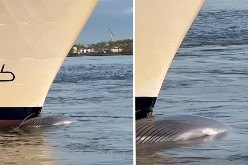 Schlaff und leblos wurde der Wal am Bug des Schiffes mitgeschleppt. Ein Anwohner filmte den Moment.