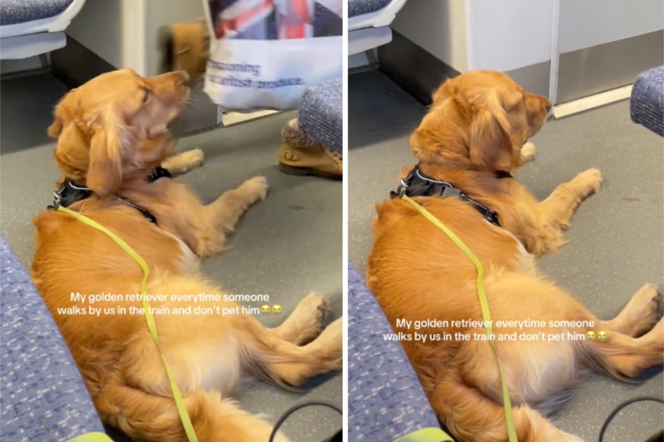 Le Golden Retriever n'est pas caressé dans le train - sa réaction en dit long
