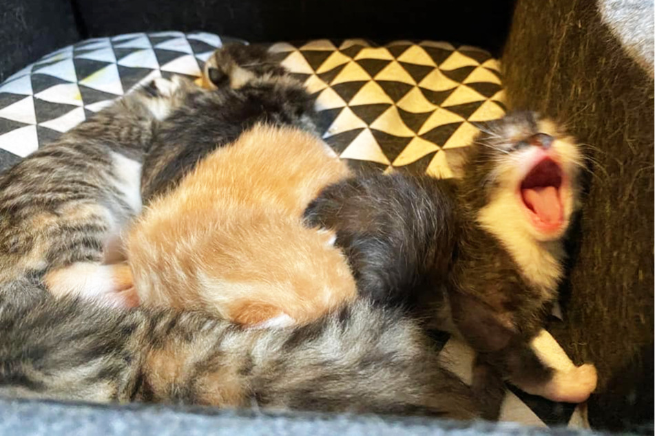 Von den Strapazen mussten sich die Katzenmamas und ihre Kleinen erst einmal ausruhen.