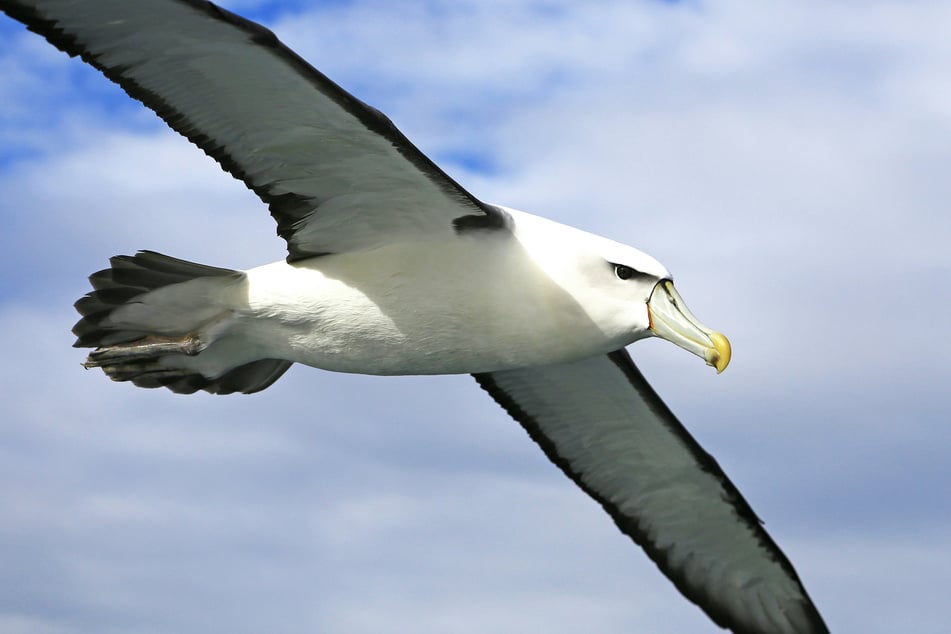 A new study has revealed that climate change could push seabirds into smaller habitats.