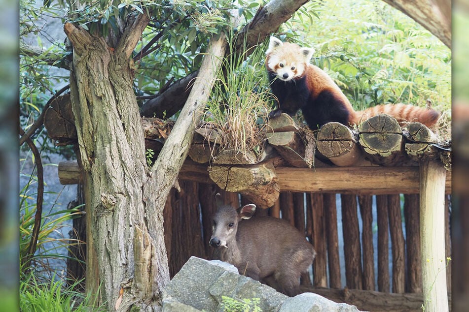 Der Zoo Leipzig will für Nachwuchs bei den Roten Pandas sorgen. Damit das gelingt, hat Pandadame Kamala einen Partner bekommen.