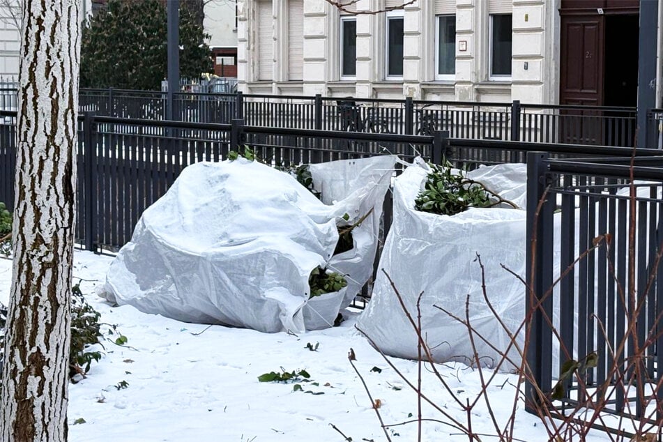 Die Verantwortlichen schnitten einen großen Teil des Blattwerks ab.
