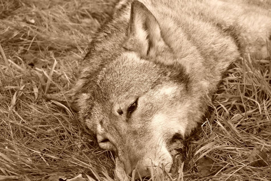 Wölfe: Wolf auf Bundesstraße von Auto überfahren: Tier ist sofort tot