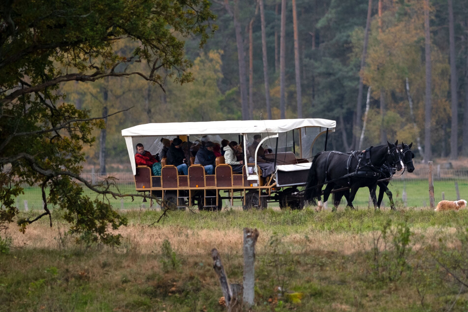 Eine Kutsche mit Fahrgästen fährt durch die Lüneburger Heide. (Symbolbild)