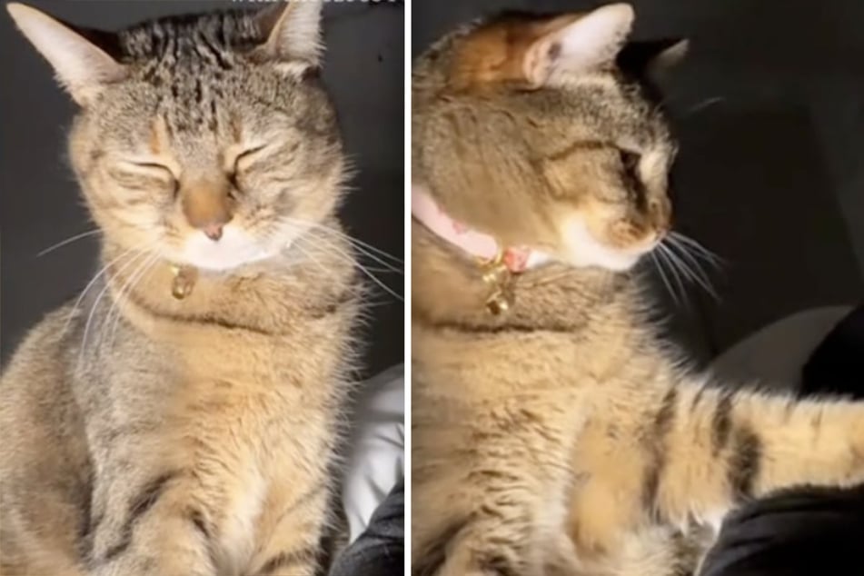 Cat hilariously refuses to let owner oversleep after alarm clock rings