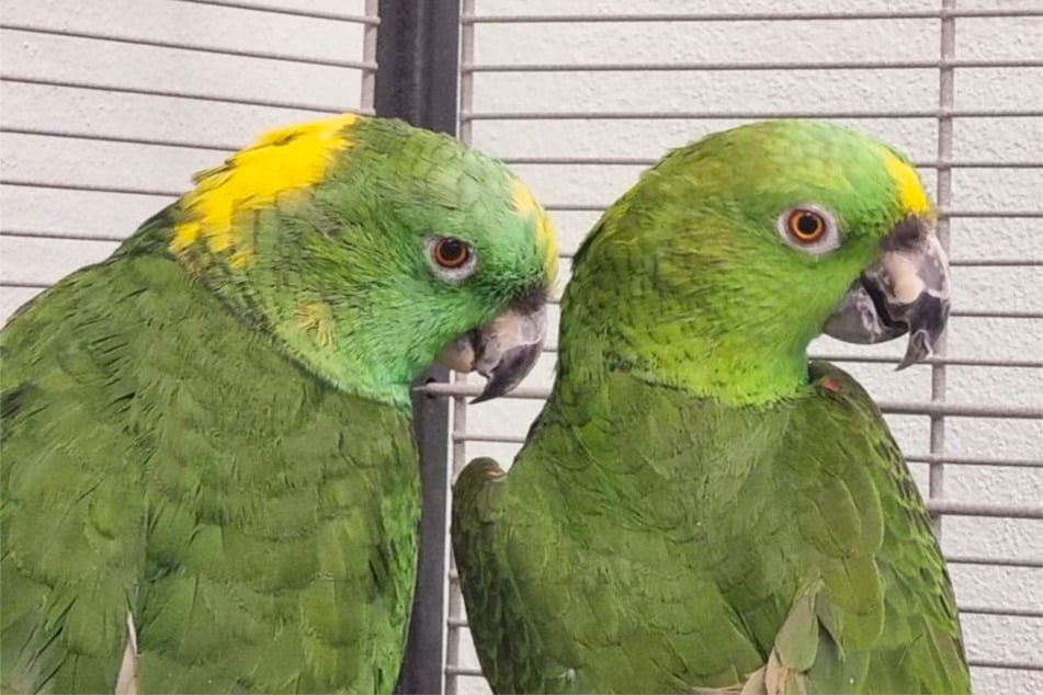 Die Gelbnackenmazonen sind insgesamt zu viert.