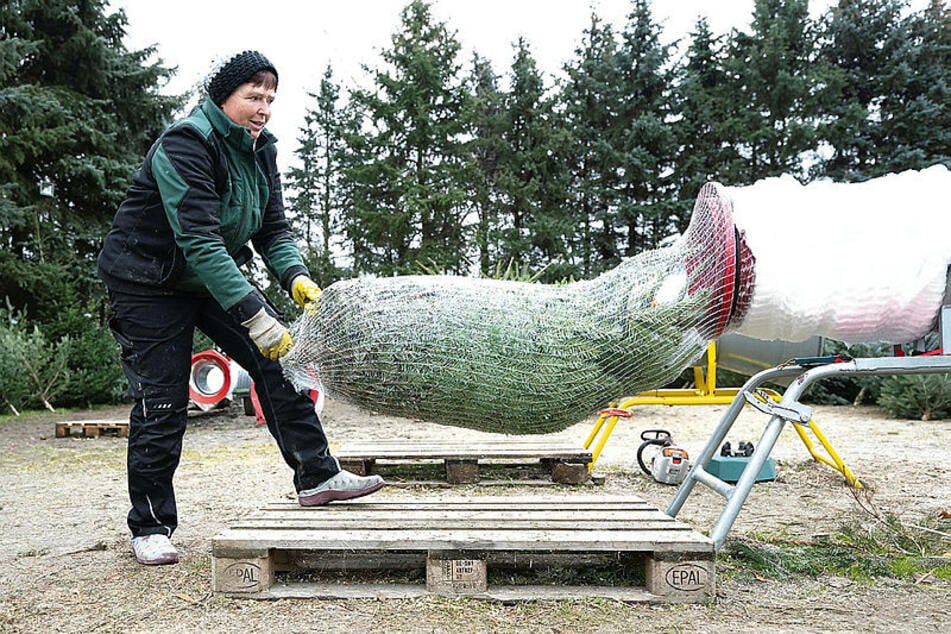 Ä Tännschen, please: Die Weihnachtsbaumpreise bleiben in Sachsen in diesem Jahr weitestgehend stabil.