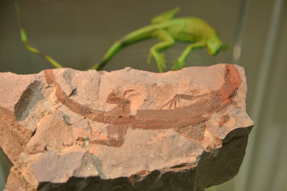 Ein Ursauerier-Fossil im Chemnitzer Museum für Naturkunde.