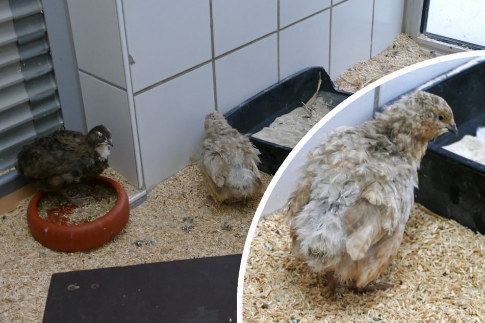 Im Münchner Tierheim warten eine Henne und vier Hähne auf ein neues Zuhause - unter ihnen Klaus (r.).