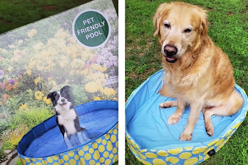 Wegen des Bildes auf der Verpackung hatte sich Turbos Familie den Pool etwas anders vorgestellt.