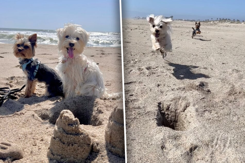 Hündin Ellie und Rüde Archie sind häufig am Strand. Doch das Missgeschick, das Ellie diesmal passierte, war neu (siehe das Loch, auf das sie in Bild 2 zufliegt).