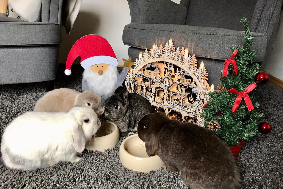 Kaninchen stand bei Könneckes zwar auf der Speisekarte, aber nicht aus eigener Zucht. Diese Zwergkaninchen durften in Ruhe Weihnachten feiern.