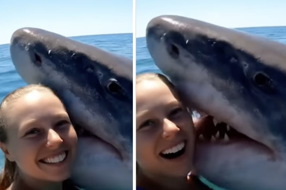 Eine Frau soll sich vor der Küste Tahitis bei einem Experiment mit einem Weißen Hai angefreundet haben.