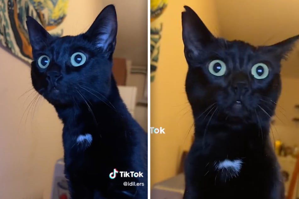 Da macht die süße Inci große Augen: Mit ihrer lustigen Reaktion landete die Katze auf TikTok einen viralen Hit.