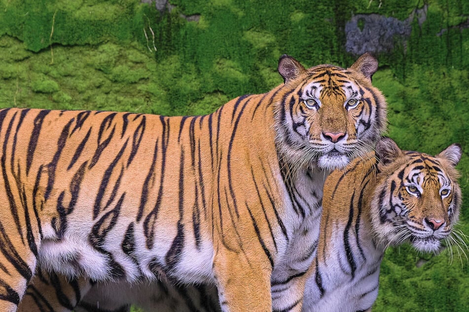 Tiger population in Thai wildlife sanctuary increases for the first time in decades!