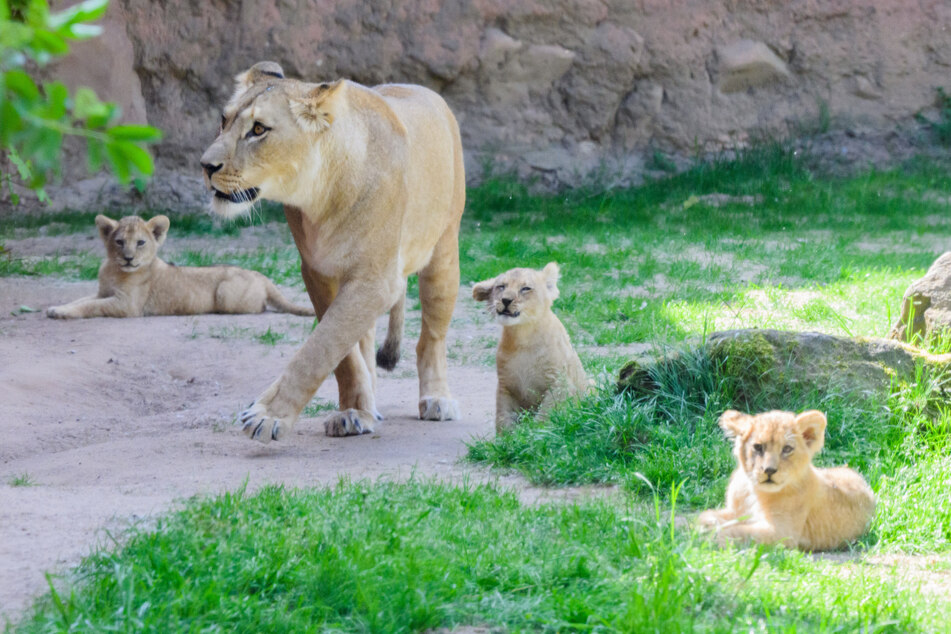"Der dreifache Nachwuchs ist ein großer Erfolg", sagte Zoo-Chef Andreas Casdorff.
