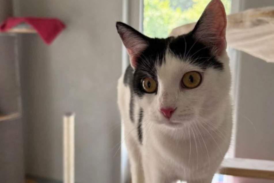 Für die junge Mieze suchen die Tierretter nach Menschen mit viel Zeit und einem Domizil in ruhiger Wohnlage.