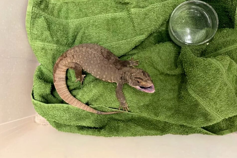 Für die beschlagnahmten Tiere wie diesen Waran lagen keine ausreichenden Herkunftsnachweise vor.