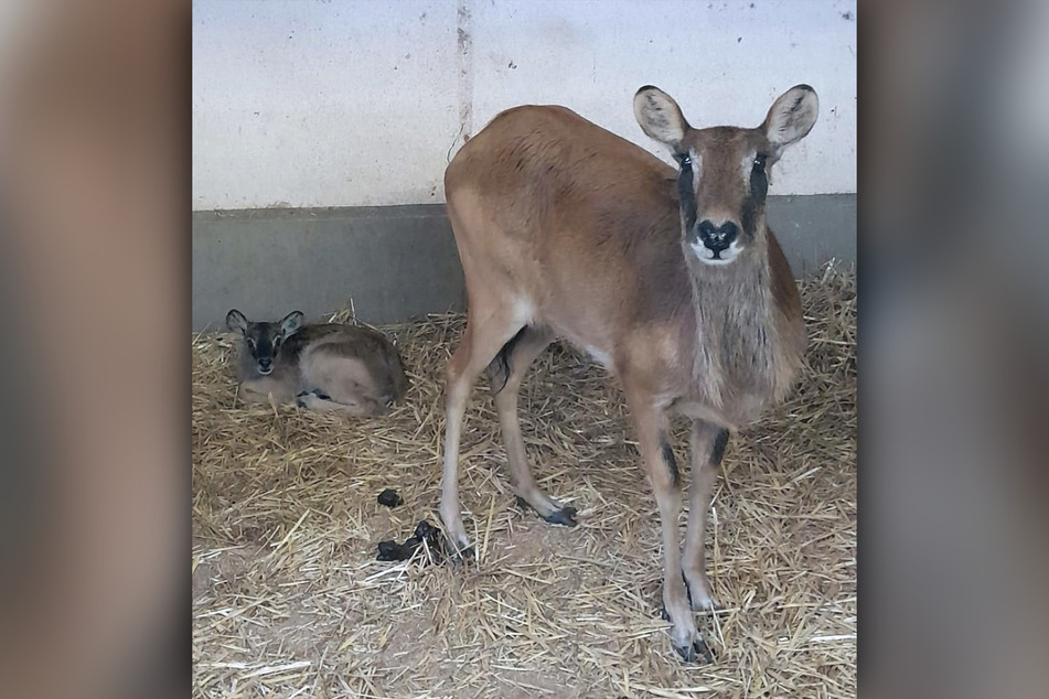 Die Weißnacken-Moorantilopen-Mutter brachte ein Baby zur Welt.