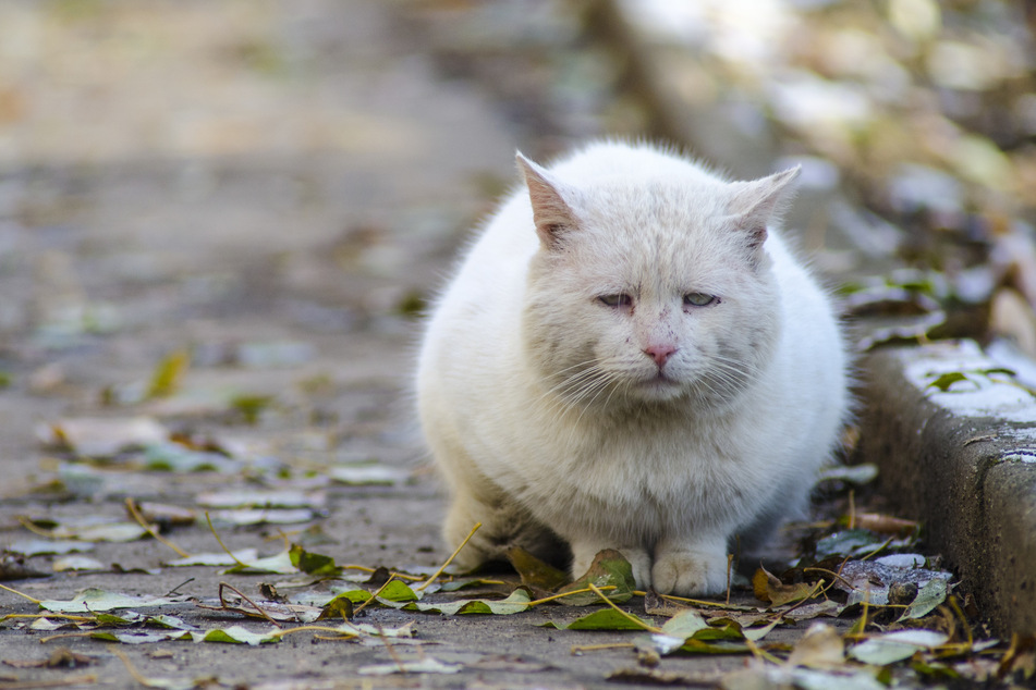 Der Vermehrung von Streunerkatzen soll entgegengewirkt werden. (Symbolbild)