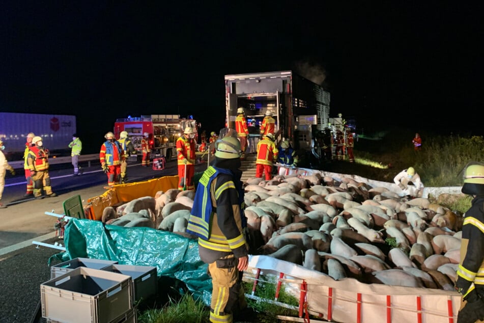 Auf einem angrenzenden Feld errichtete die Feuerwehr eine provisorische Koppel. Ein neuer Transporter holte die Schweine später ab.
