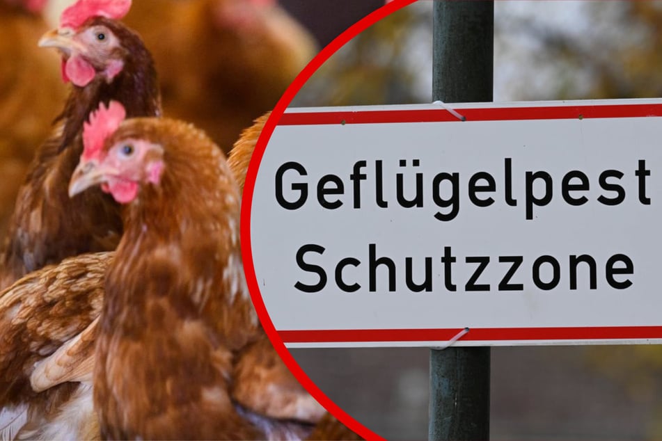 Vogelgrippe in Sachsen-Anhalt: Erste Sperrzone eingerichtet