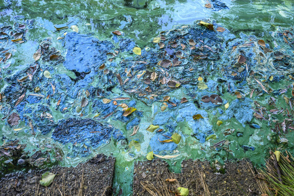 Die Stadt vermutet, dass es sich bei der Verfärbung um Blaualgen handelt.