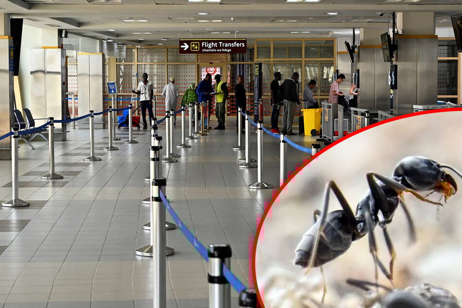 Más de 2000 animales en el equipaje: intento de contrabando curioso termina con una detención