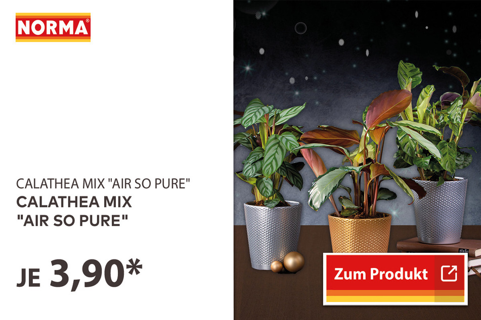 Calathea Mix "Air so Pure" für 3,90 Euro.