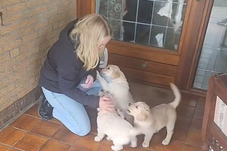 Renske Morsink wollte sich im vergangenen Jahr einen Golden-Retriever-Welpen aussuchen, machte die Rechnung aber ohne die Fellnasen.