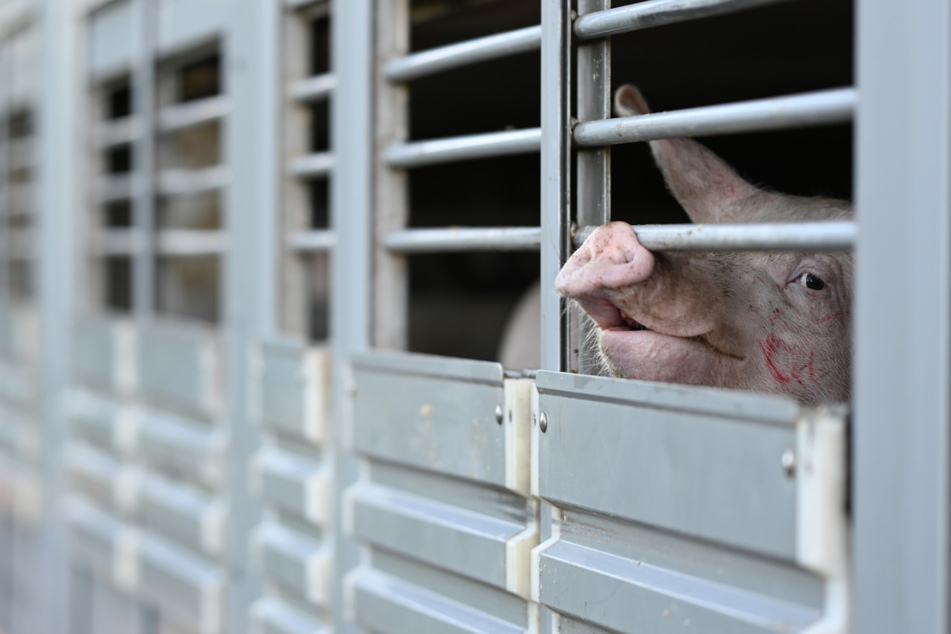 Tödliches Virus: Landwirtschaft in NRW verstärkt Vorsorge gegen Schweinepest