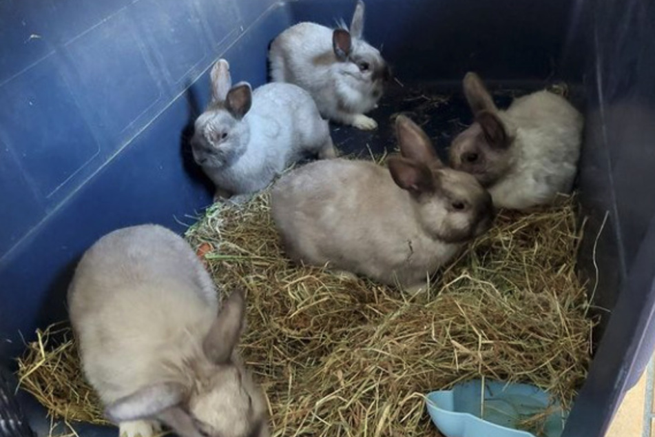 Wunden, verklebte Augen und viel zu lange Krallen: Der Zustand der fünf Kaninchen schockierte die Mitarbeiter des Tierheims in Troisdorf.