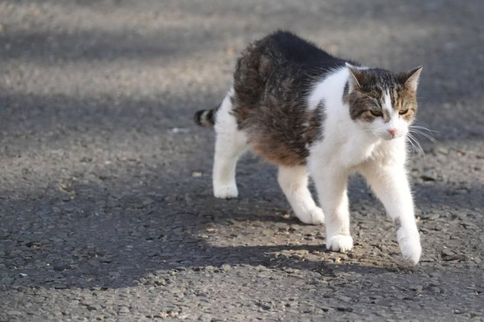 Schock für Besitzerin: Vermisster Kater wird erhängt aufgefunden