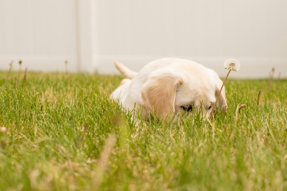 If your dog has been eating grass, it could have a troubled tummy.