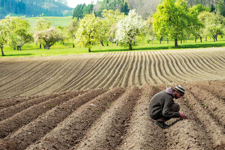 Demeter-Landwirt Achim Heitmann erklärt eindrücklich seine Arbeit, die damit einhergehenden Probleme, Sorgen und warum er seinen Job dennoch liebt.