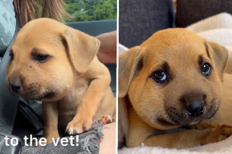 Hamster oder Hund? Wie dieser Welpe nach einem Wespenstich aussieht, lässt Herzen schmelzen!