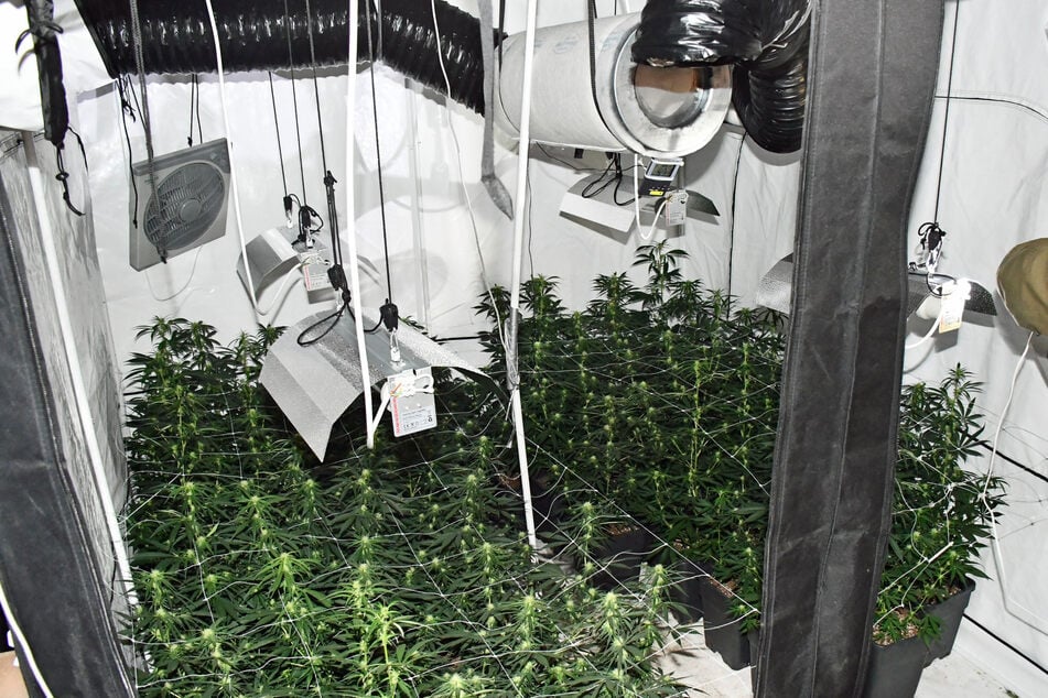 In Mettmann ist bei einem Feuerwehreinsatz eine Drogen-Plantage aufgeflogen. Die Einsatzkräfte fanden in einem Wohnzimmer 64 Cannabis-Pflanzen.