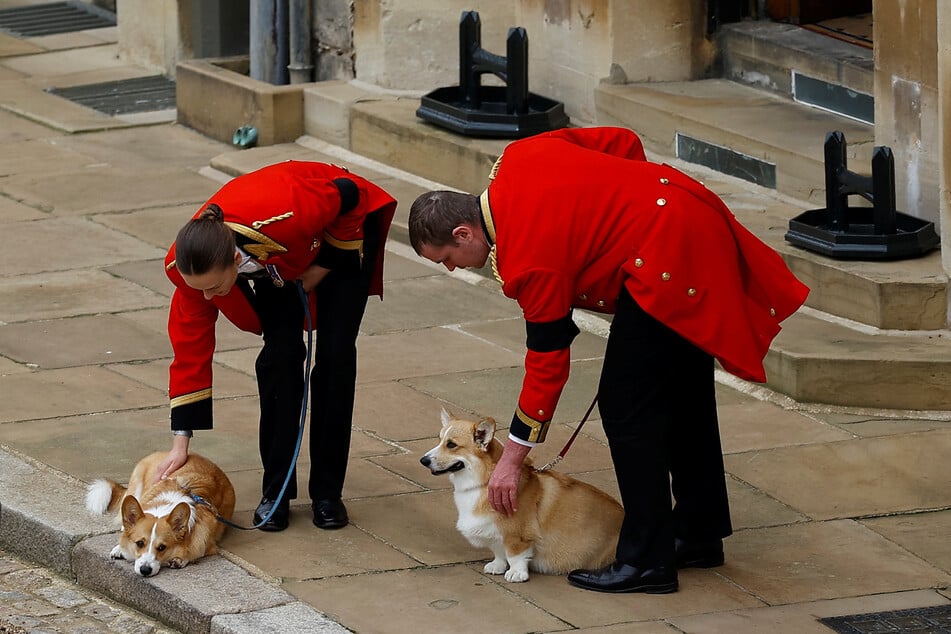 Die beiden Corgis der Königin, Muick und Sandy, waren während der feierlichen Prozession durch Schloss Windsor vor der Beisetzung von Königin Elizabeth II. zu sehen.