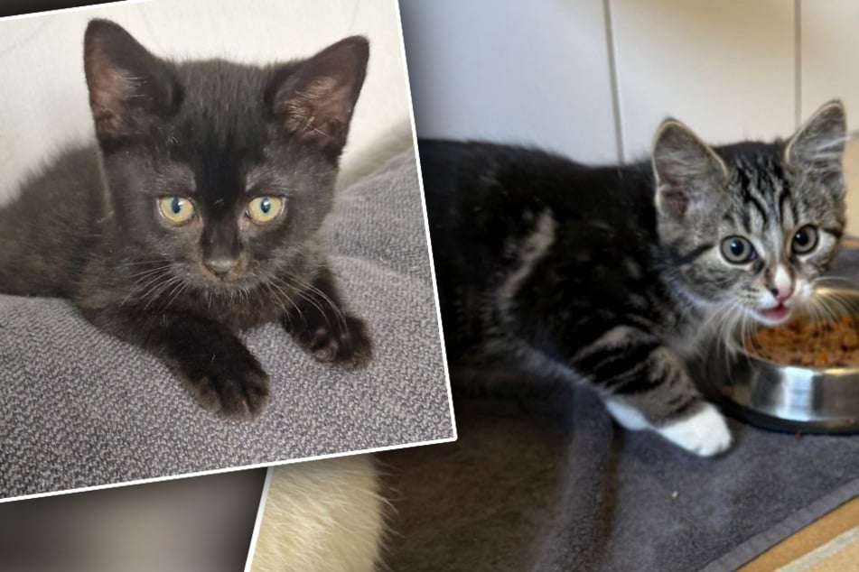 Kleine kittens hadden geen makkelijke start in het leven: Nu moet alles goed komen