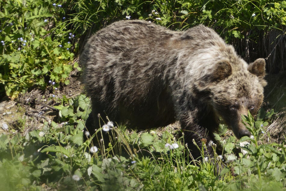 Frau berichtet von Bären-Begegnung im Kreis Rosenheim: "Nur noch diesen Fluchtreflex gehabt"