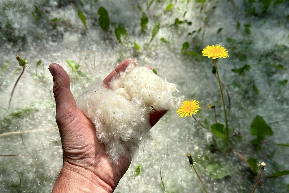 Allergikerinnen und Allergiker müssen sich vor der Pappelwolle nicht fürchten, immerhin sind es Samen, die fliegen, keine Pollen.