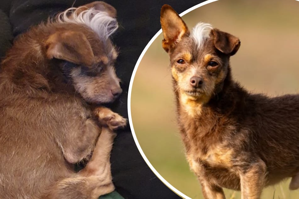 Süßer als das Original: Wer hat noch ein Plätzchen für den lebensfrohen "Nutella" frei?