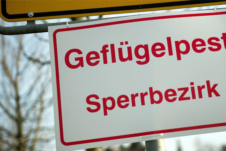 3000 Gänse sterben an der Vogelgrippe - Behörden richten Kontrollzone ein