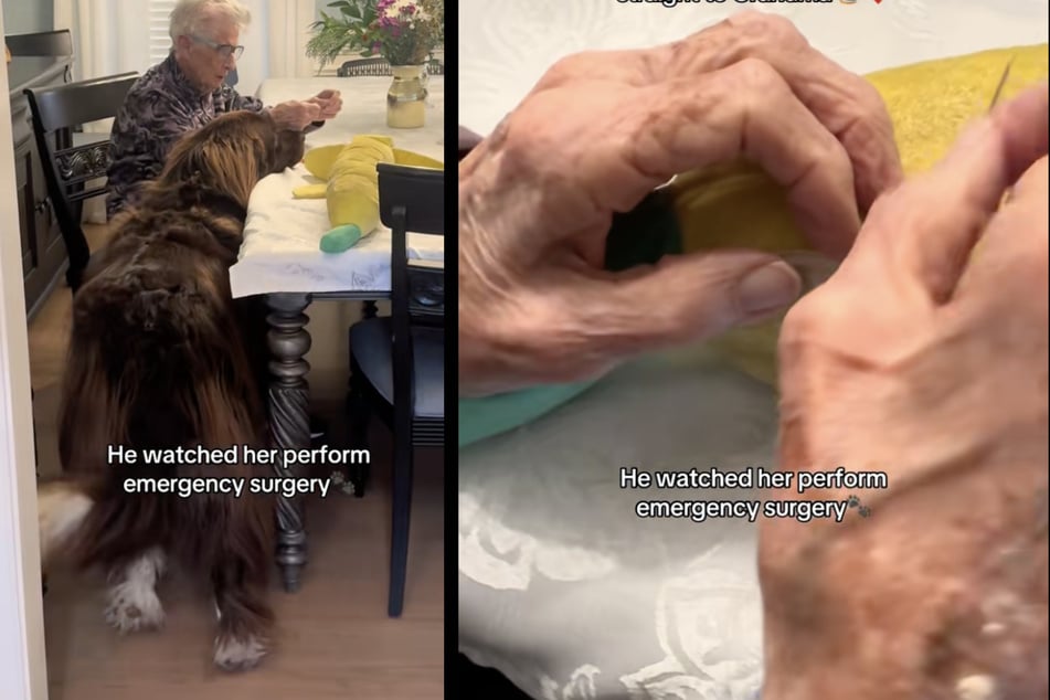 Hund Chewy brachte sein kaputtes Spielzeug zu seiner Oma (96) - und damit reihenweise Herzen zum Schmelzen.