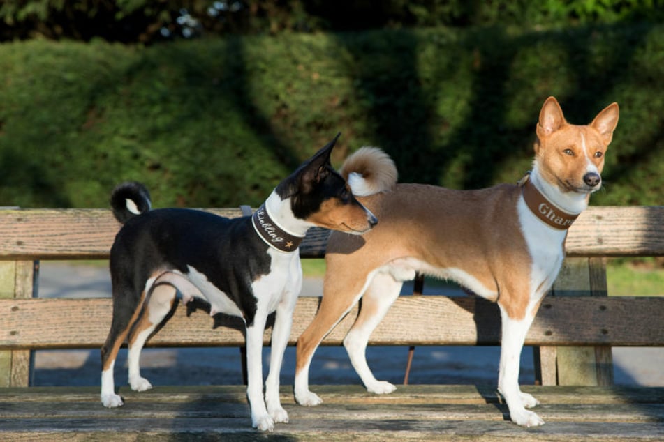 Diese Hunde können nicht bellen, denn sie gehören zur Hunderasse der Basenjis.´