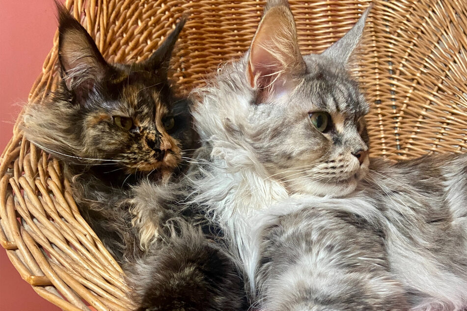 Maine coons are some of the biggest and loudest cats of them all - and the cutest.