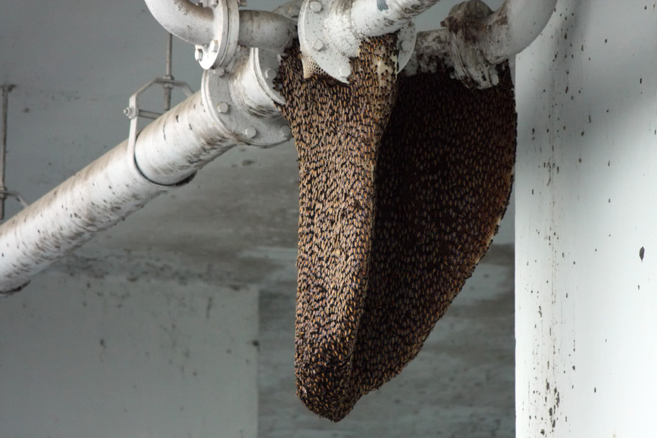 Bienen machen es sich immer wieder an oder in Häusern "gemütlich". (Symbolbild)