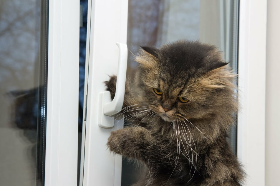 Katzen sollten gekippten Fenstern nicht zu nahe kommen.